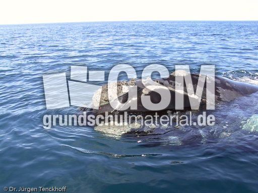 Buckelwal (10 von 57).jpg